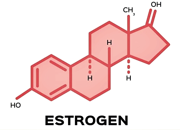 에스트로겐 분자형태