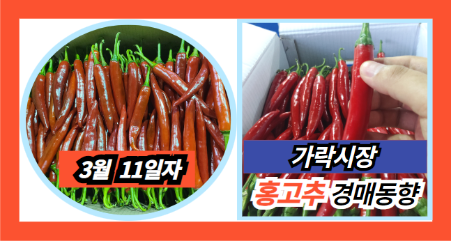  [경매사 일일보고] 2024년 3월 11일자 가락시장 홍고추 경매동향을 살펴보겠습니다!