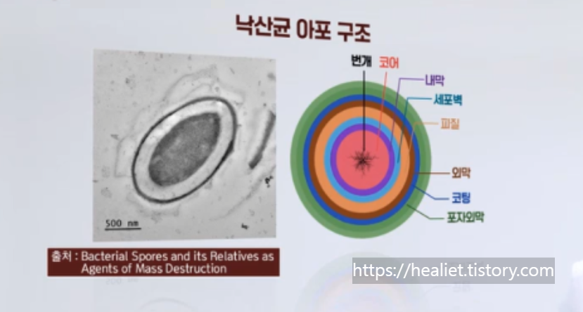 낙산균의 보호막 아포