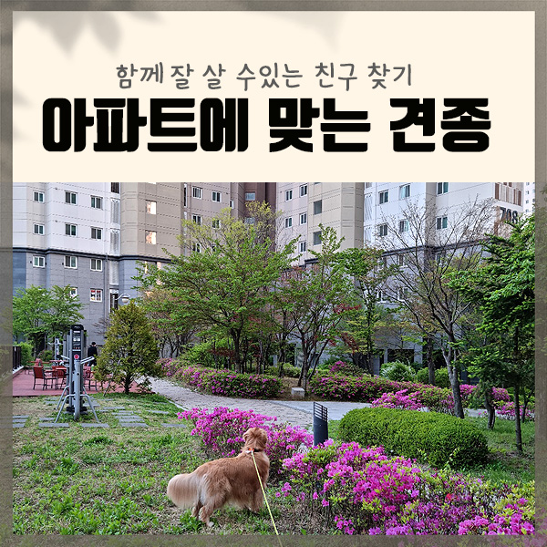  견종선택, 아파트에서 함께 할 강아지 종류 선택 방법