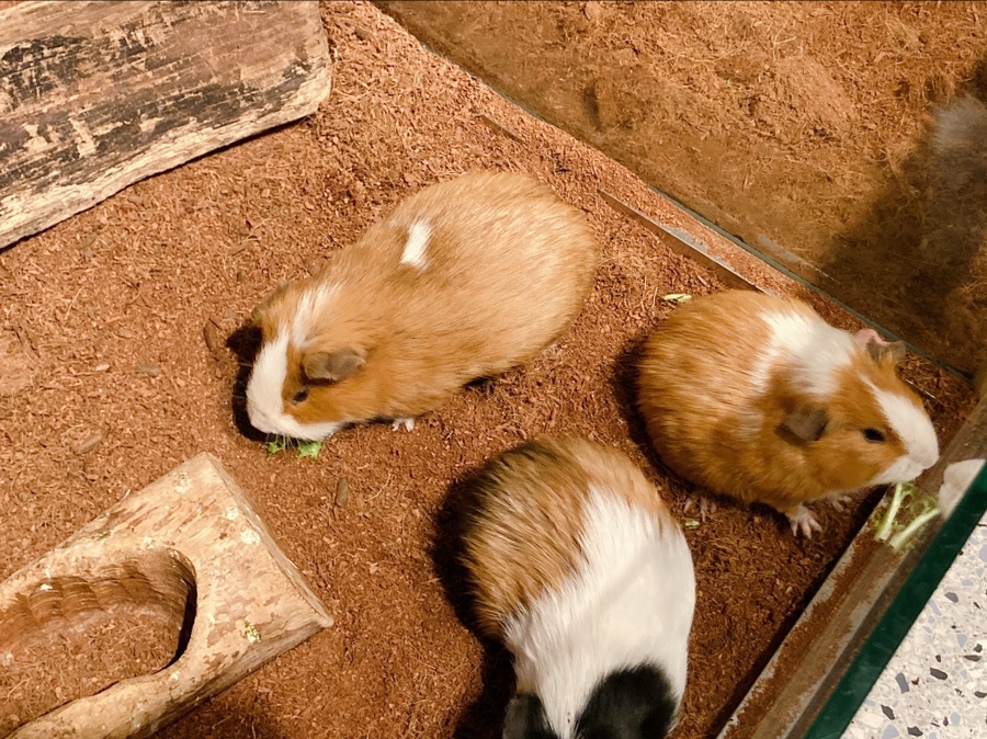 기니피그 키우기 기니피그 키우기수명과 주의점 (집 7