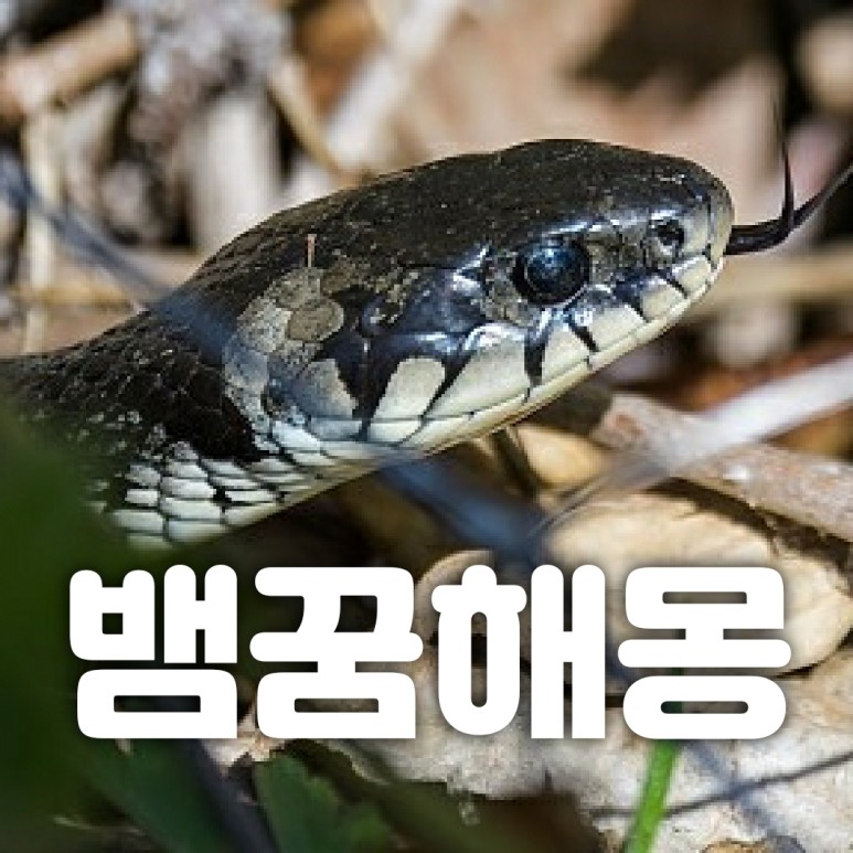 나오는 꿈은 어떤 꿈일까요? 뱀 꿈의 해몽, 뱀. 11