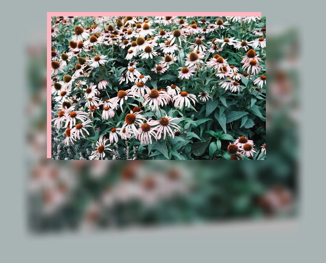 면역력 강화_3_subsection