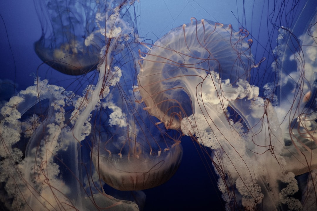Jellyfish