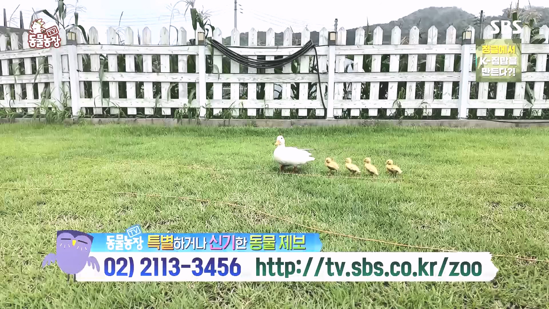 TV 동물농장.E1185.240818p.H264-F1RST.mp4_20240818_161606.641.jpg