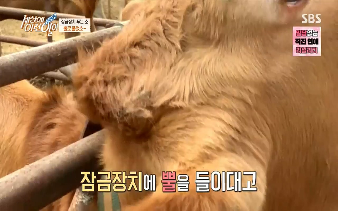 순간포착 세상에 이런일이.E1190.220727p-NICE.mp4_20220727_202103.115.jpg