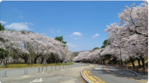 서울대공원 벚꽃사진