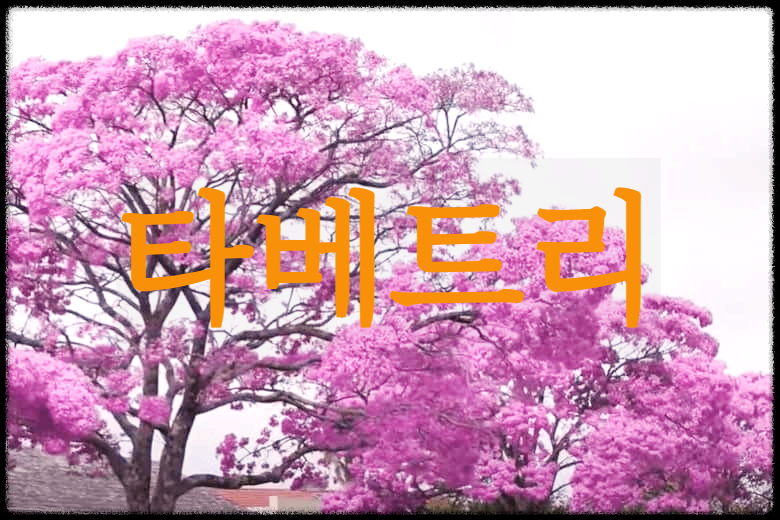  타베트리 : 관절 건강에 도움이 되는 타히보 나무의 추출물