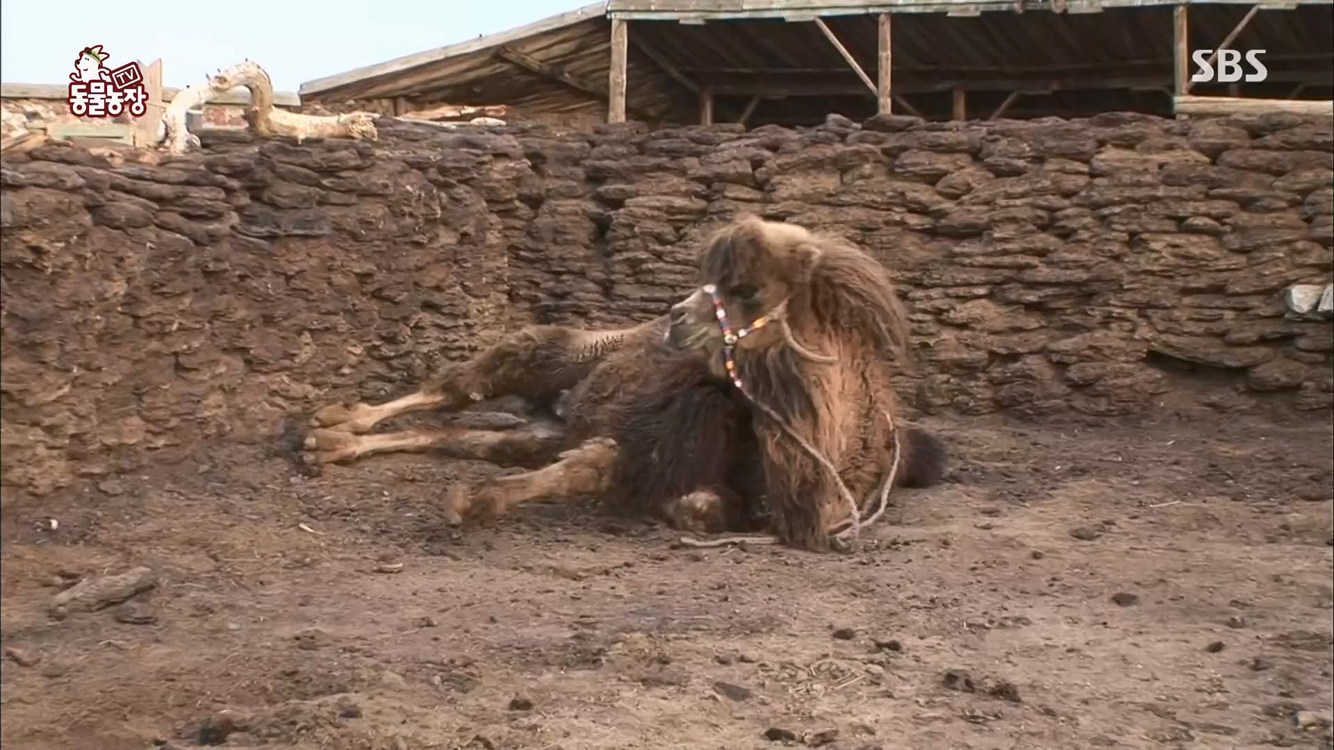 TV 동물농장.E1119.230507p.H264-F1RST.mp4_20230507_135917.978.jpg