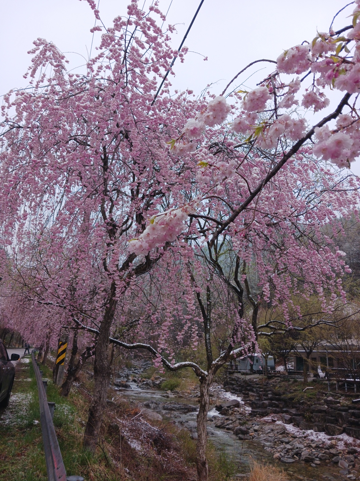 거창병곡마을벚꽃