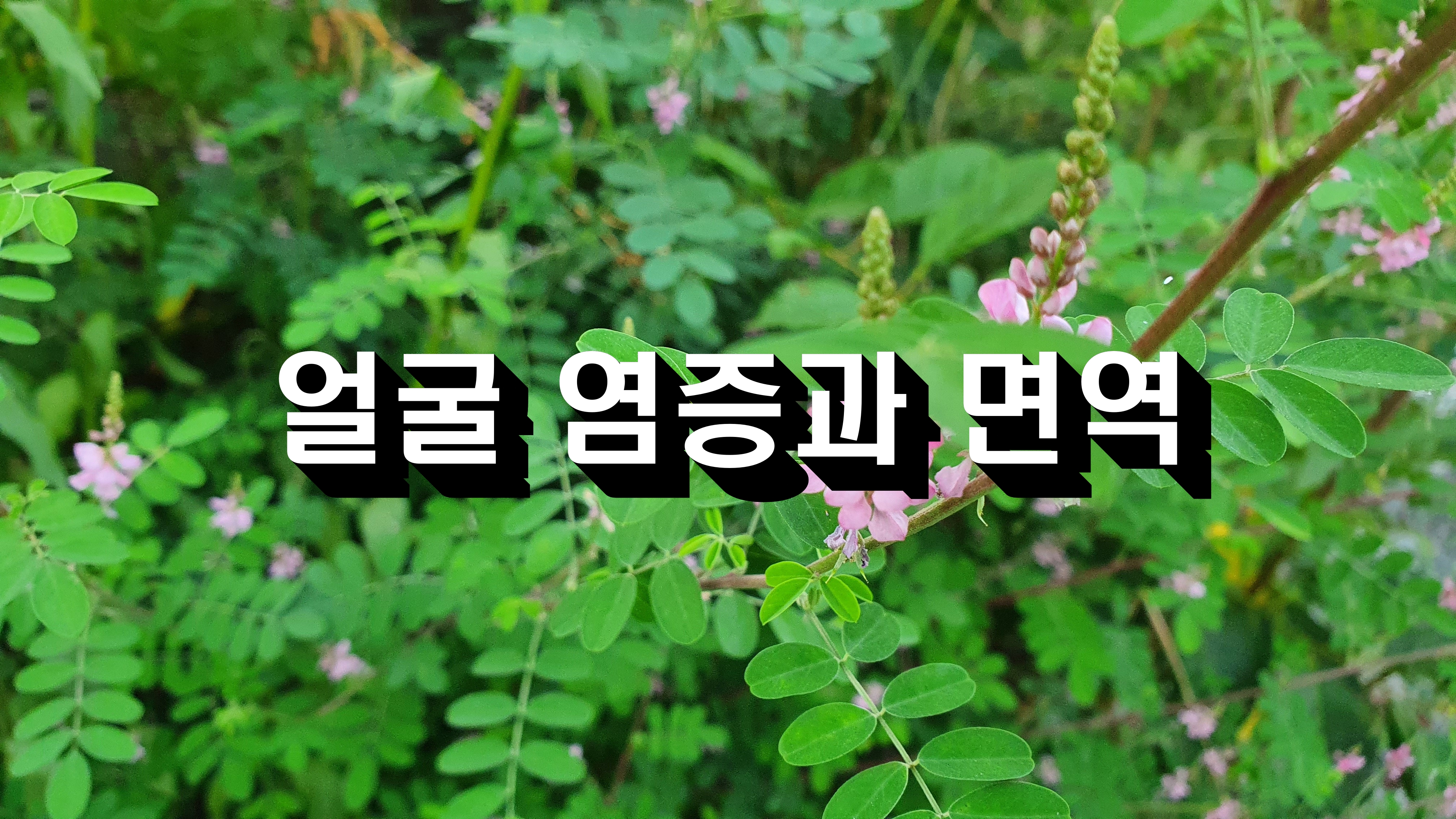  얼굴 염증과 면역력