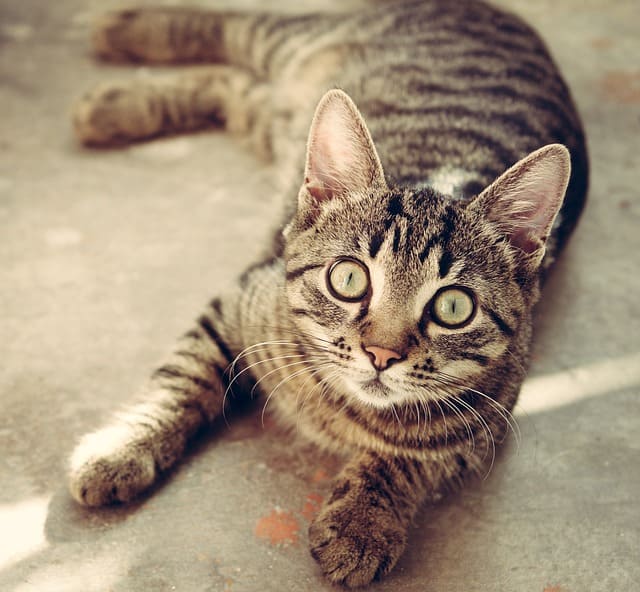 고양이-멀뚱