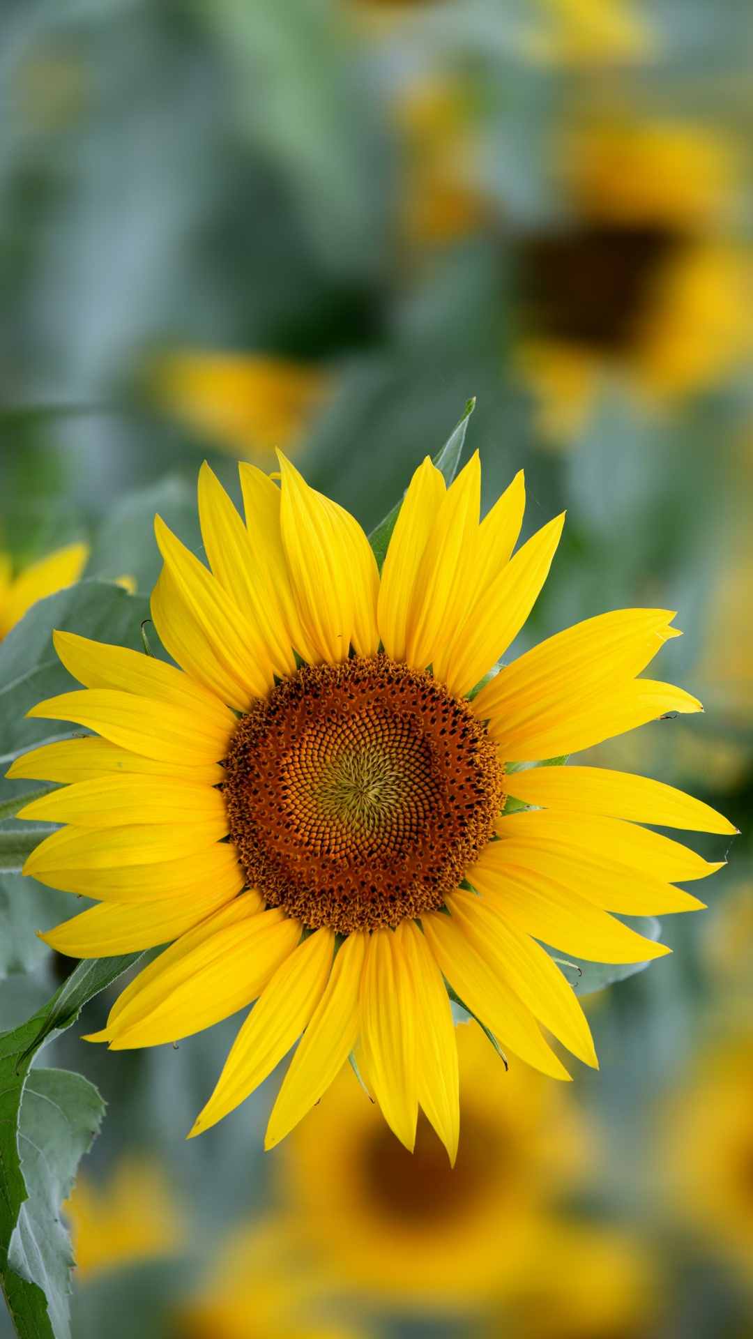 Sunflower iPhone Wallpaper