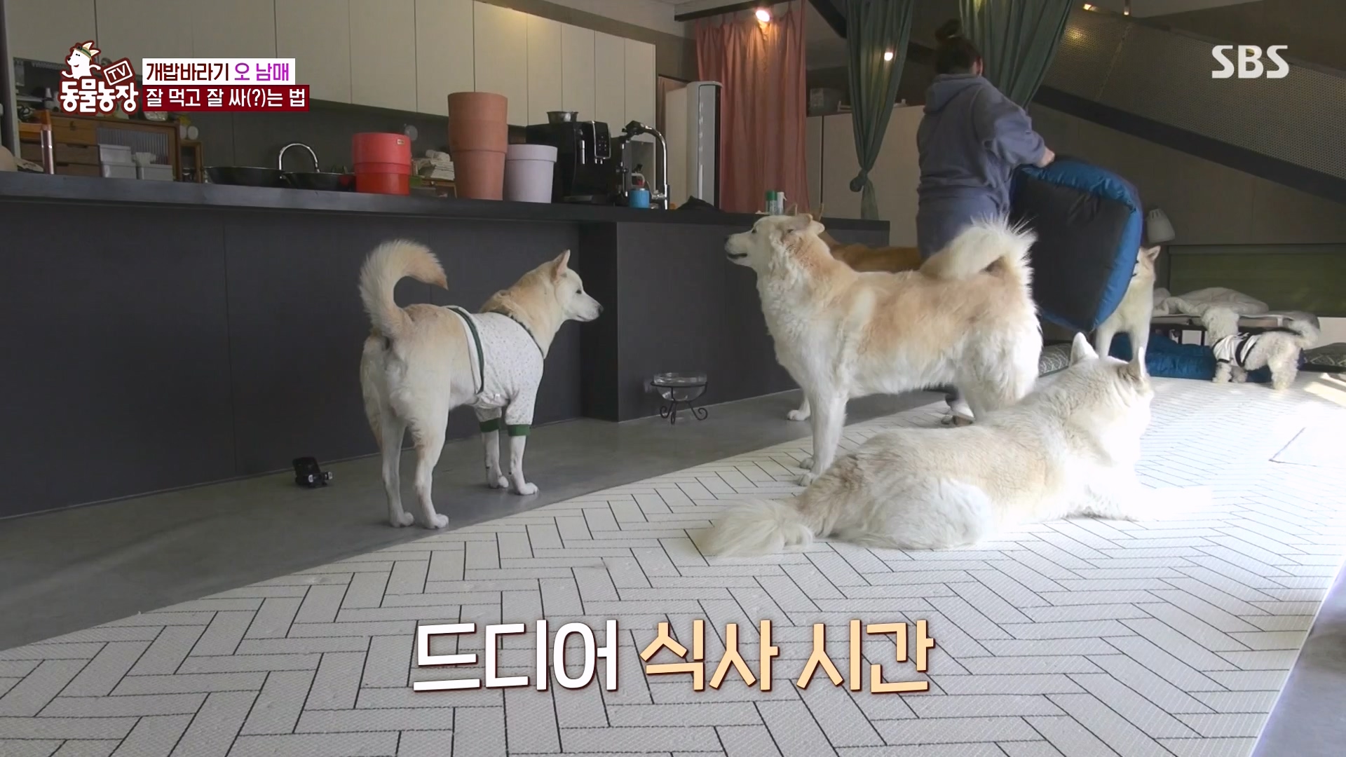 TV 동물농장.E1166.240407p-NEXT.mp4_20240407_164455.528.jpg