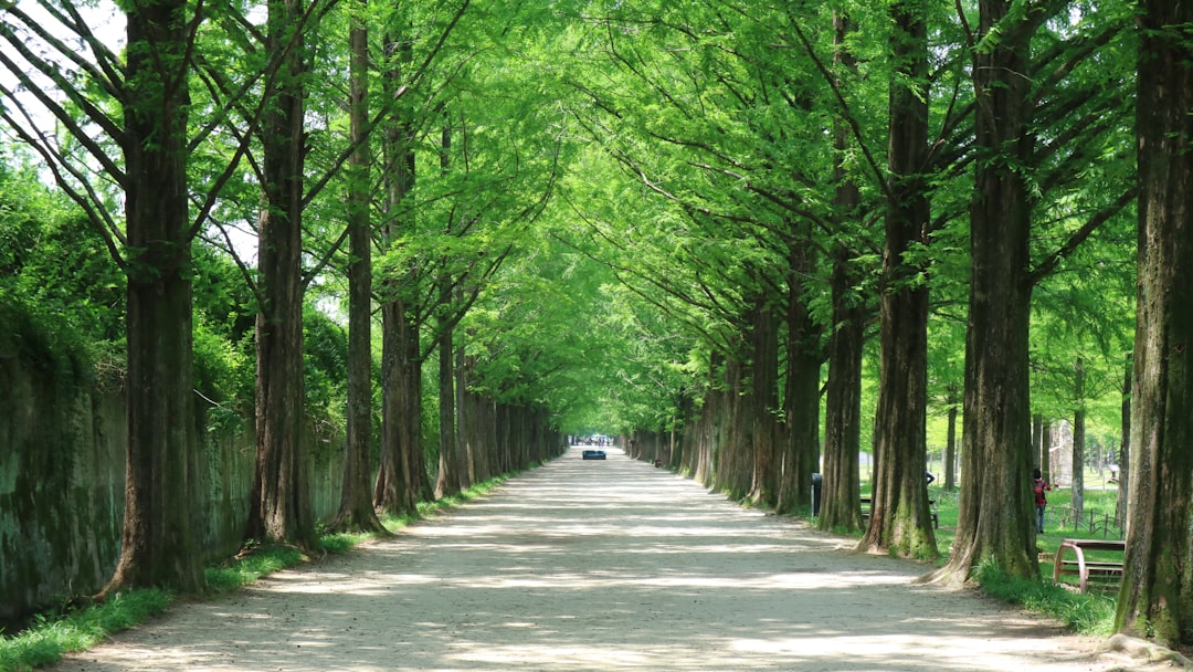 Damyang