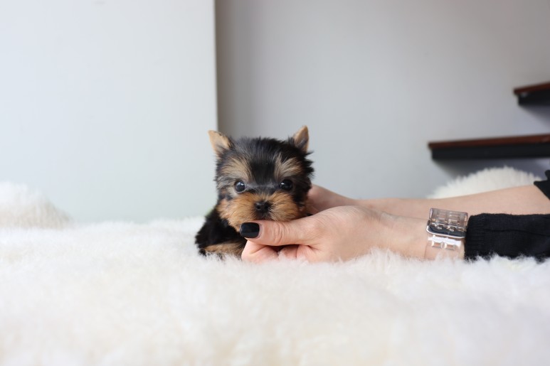 행복하게 지내요 요크셔테리어분양 쫑이만나 4