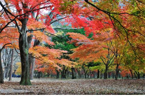 단풍의 절경, 설악산