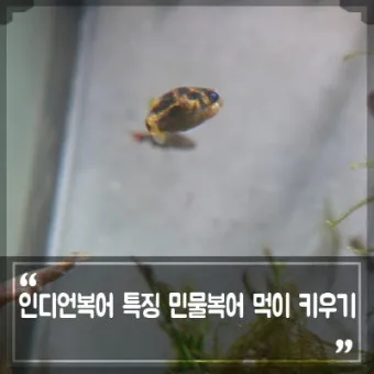 인디언복어 키우기 출산징후 수명 물갈이법 먹이 횟수 물온도_17