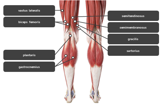 종아리 주변 근육 요약