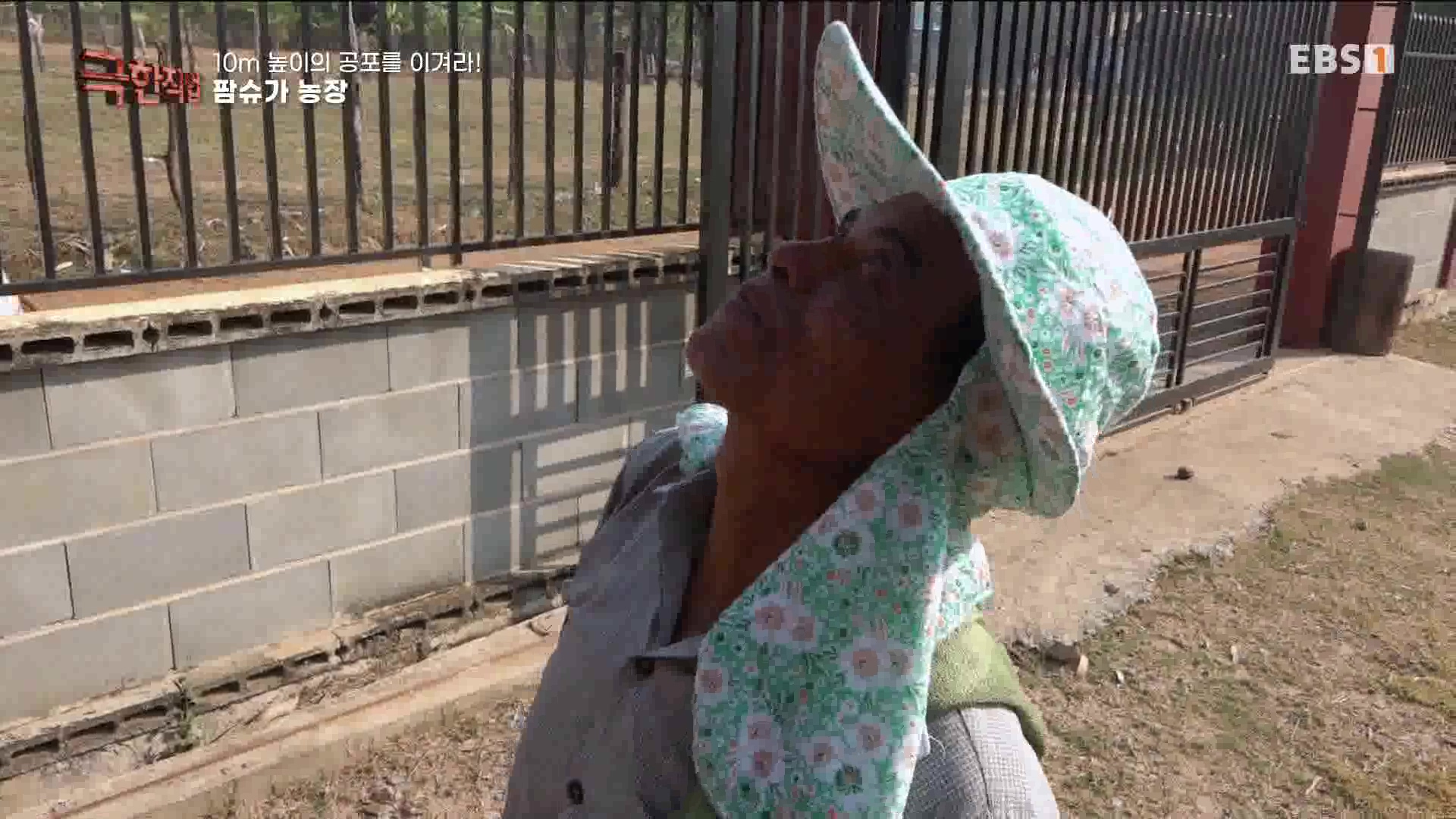 [극한 직업] 캄보디아 팜슈가 농장 230624.mp4_20230701_185229.934.jpg