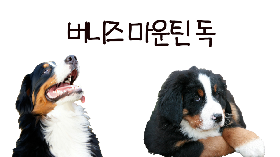 버니즈마운틴 독 6