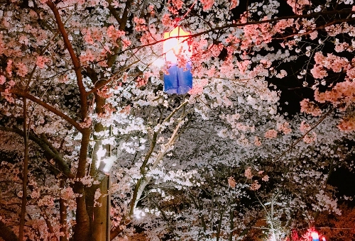 가평 벚꽃명소 에덴벚꽃길 벚꽃축제