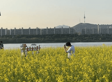 한강 서래섬 유채꽃 풍경 사진
