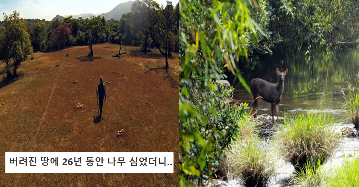  버려진 땅에 26년 동안 나무 심었더니..