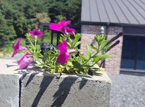 단델리온풀빌라
