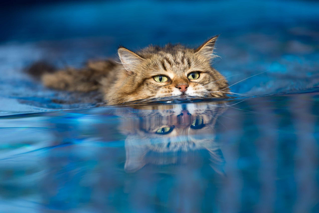고양이와 물의 관계