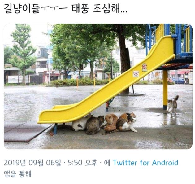  태풍 피하는 길냥이들ㅜㅜㅜㅜ