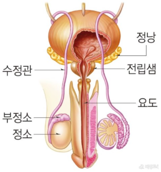 생식기관