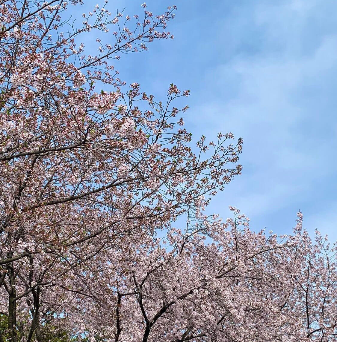 대전 근교 벚꽃 숨은 명소&amp;#44; 벚꽃 명소