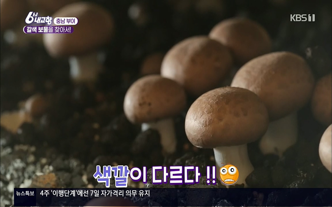 6시 내고향.E7512.220416p.H264-F1RST.mp4_20220502_185335.013.jpg