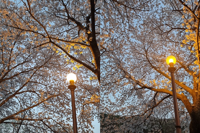 용인명지대캠퍼스 벚꽃
