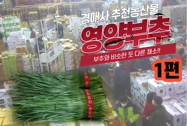  [경매사 강추 농산물] 얼마나 좋길래~ 부추에 영양이라는 말까지 붙혀서 "영양부추"냐?? #1