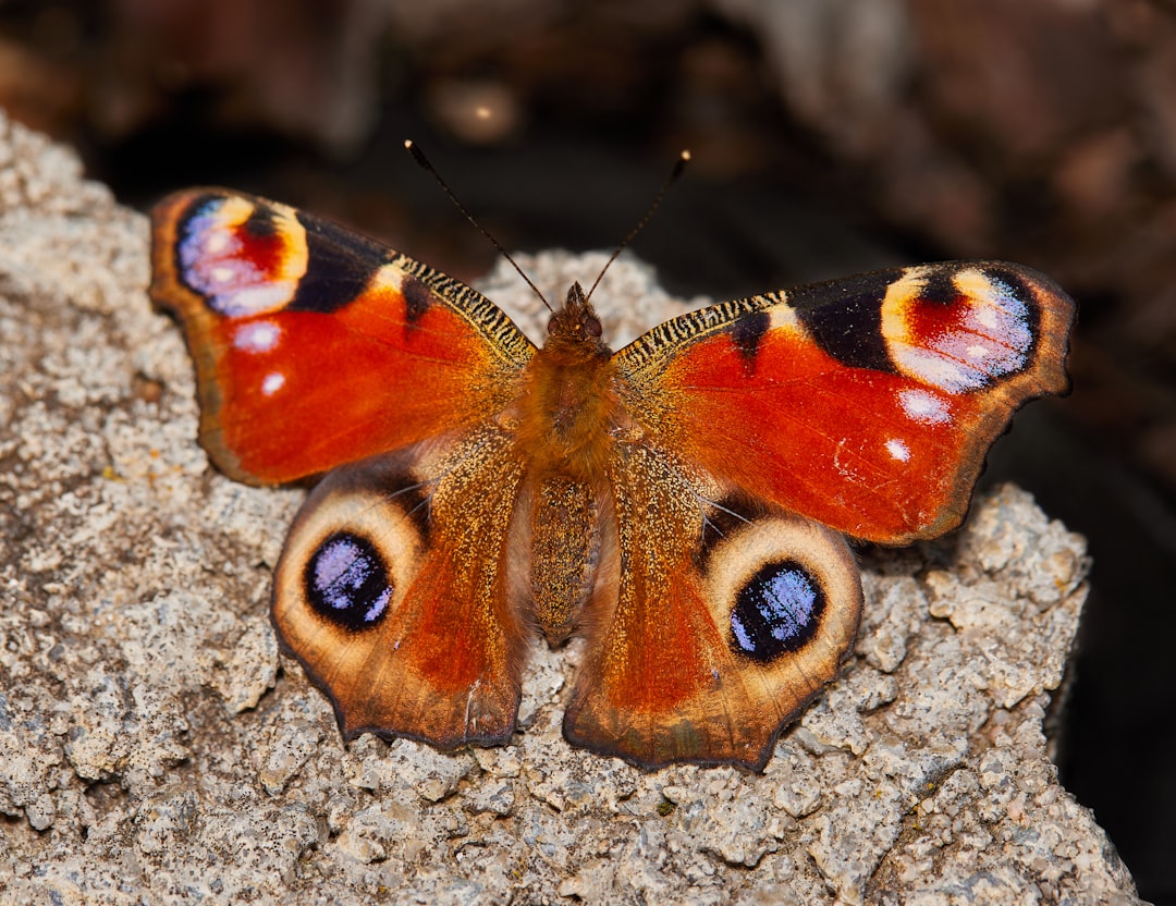 Moth