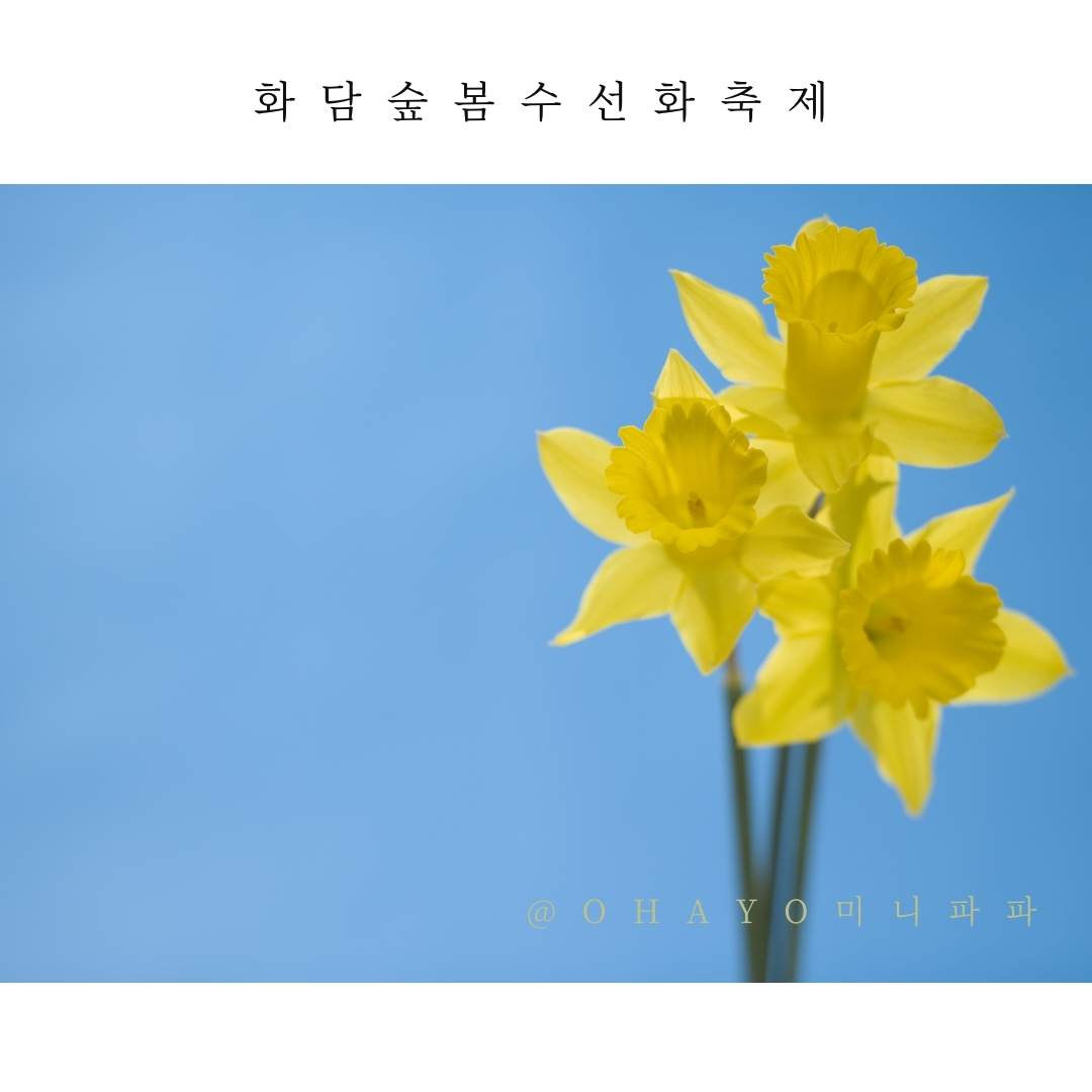 화담숲-봄-수선화-축제