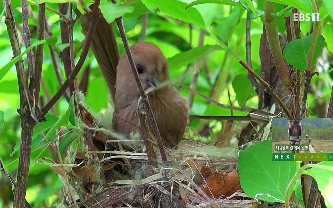 생존 3부_ EBS 다큐프라임_ 220629.avi_20220701_210625.582.jpg