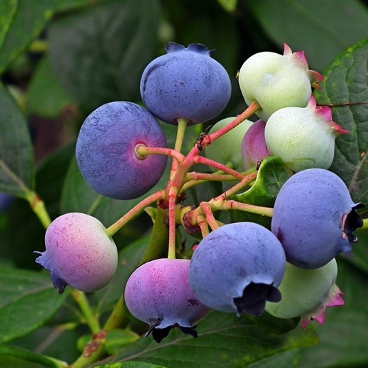 블루 베리가 열매로 맺혀있는 다른 이미지