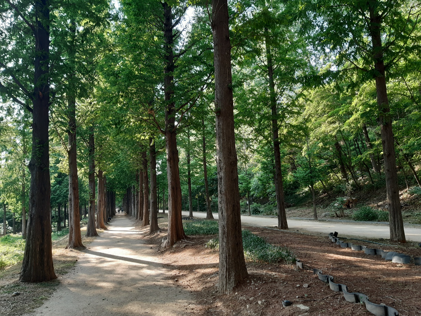  2.2km 연초록빛 향연! 월드컵공원 메타세쿼이아길