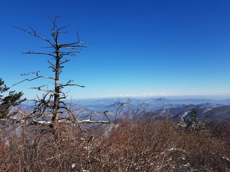 강원도 태백산 주목나무