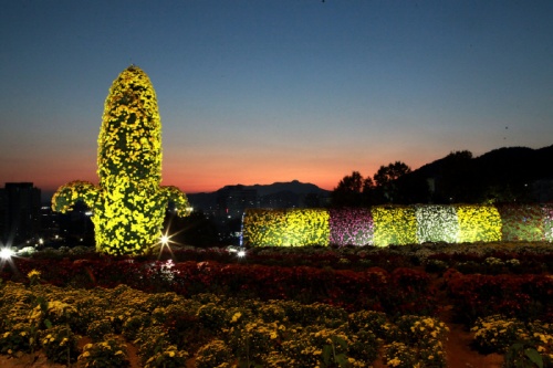 화순_남산공원_국화축제