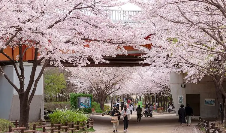 서울시-서울숲-벚꽃