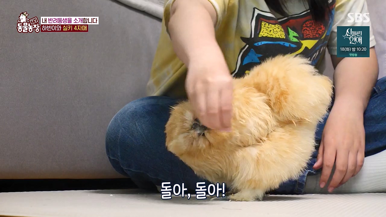 TV 동물농장.E1175.240610p-NEXT.mp4_20240609_160245.074.jpg