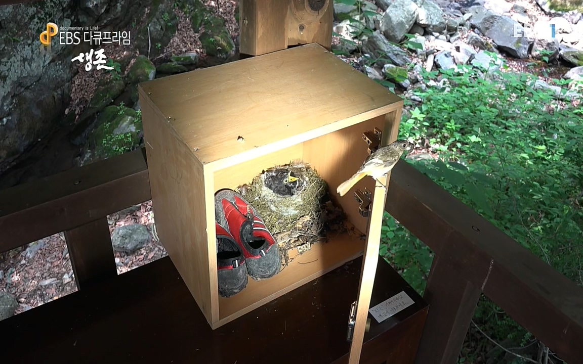 생존 3부_ EBS 다큐프라임_ 220629.avi_20220701_205034.187.jpg