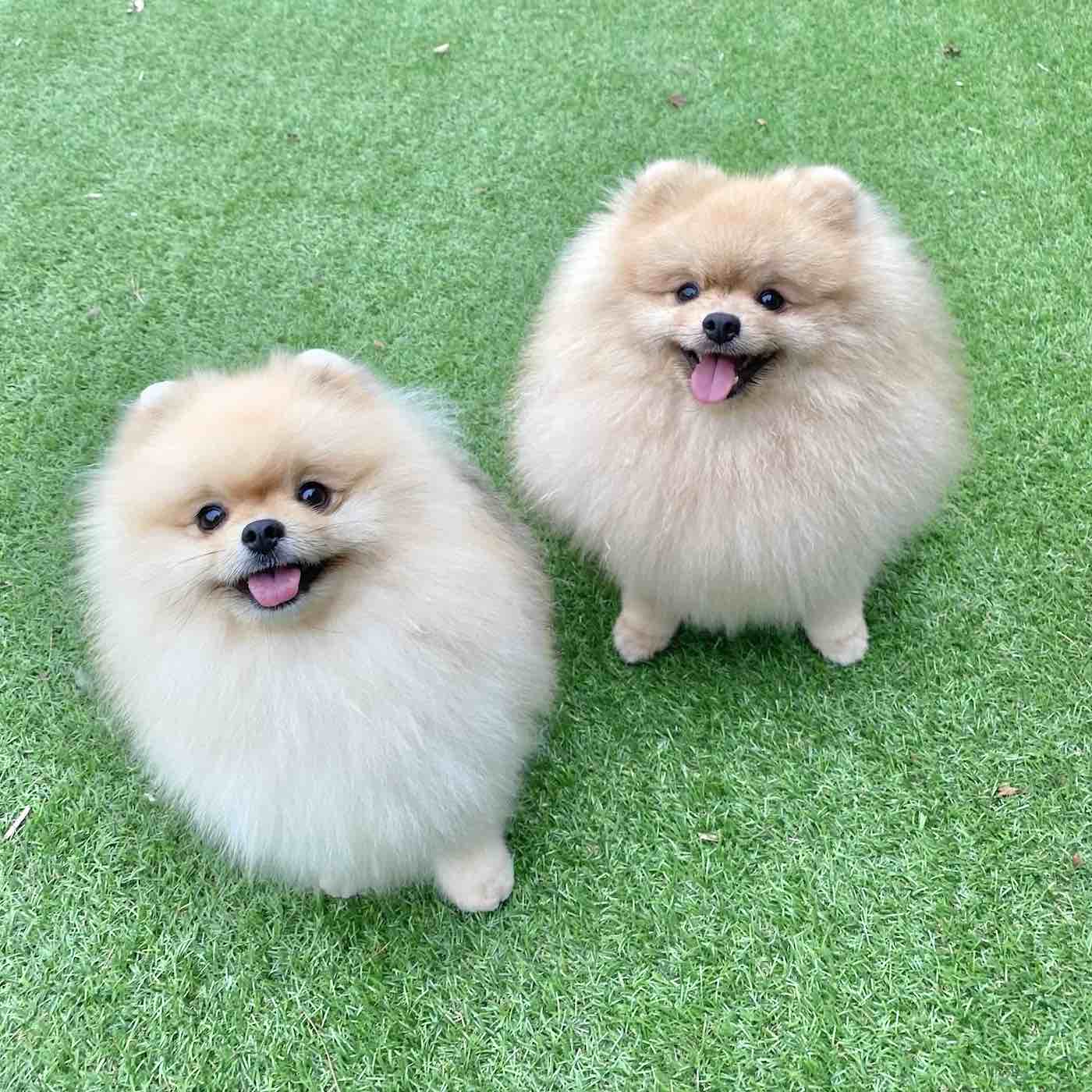 오렌지 포메라니안 2마리