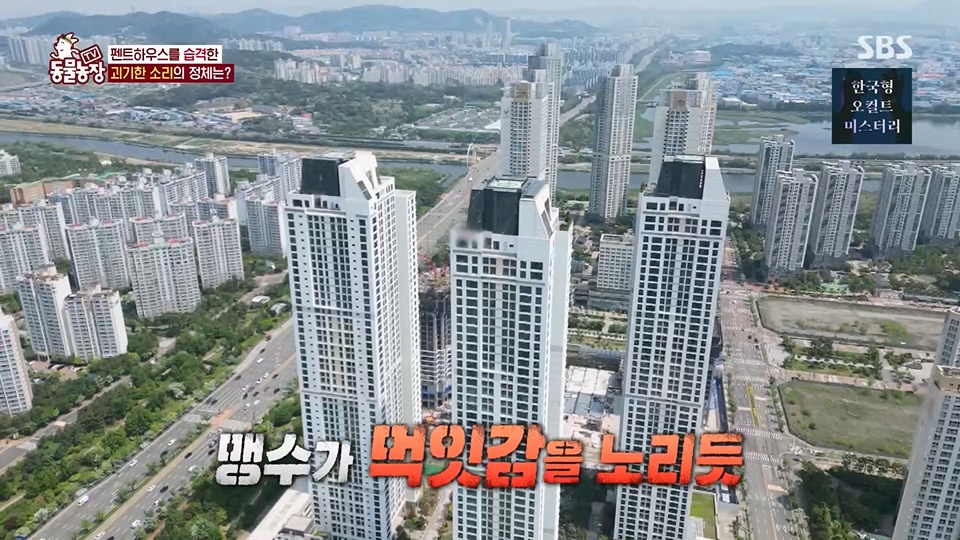 TV 동물농장.E1125.230618p.H264-F1RST.mp4_20230618_192111.047.jpg