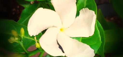 하얀-자스민-꽃