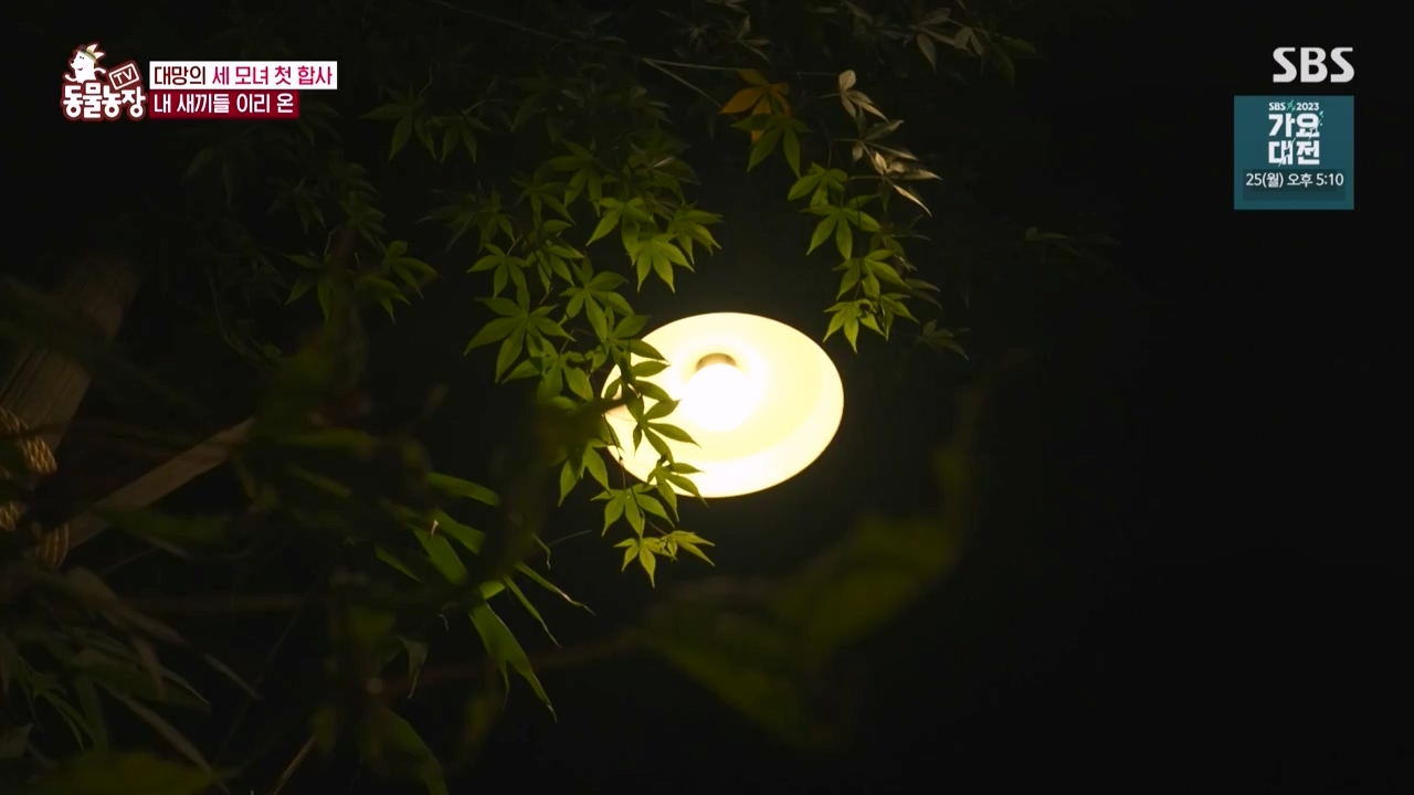 TV 동물농장.E1150.231218p-NEXT.mp4_20231217_171348.744.jpg